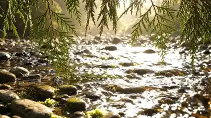 Clear creek water flowing slowly over smooth stones under cedar branches, a small sprig drifting downstream