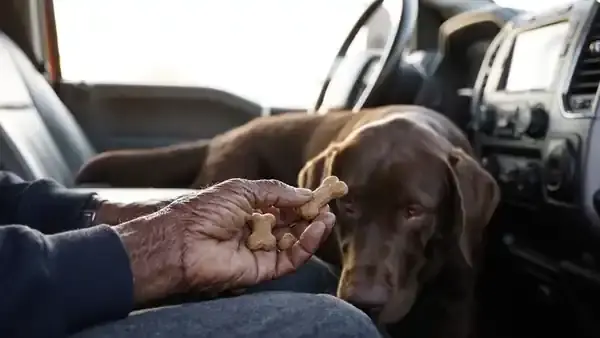 A weathered hand giving a dog biscuit to a brown dog in the passenger seat of a pickup