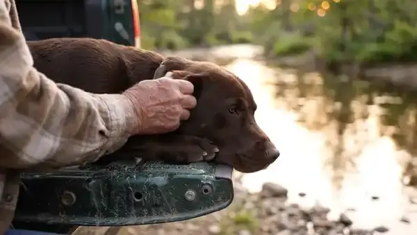 A weathered hand scratching behind the ear of a brown dog resting on a pickup tailgate by a creek in the evening